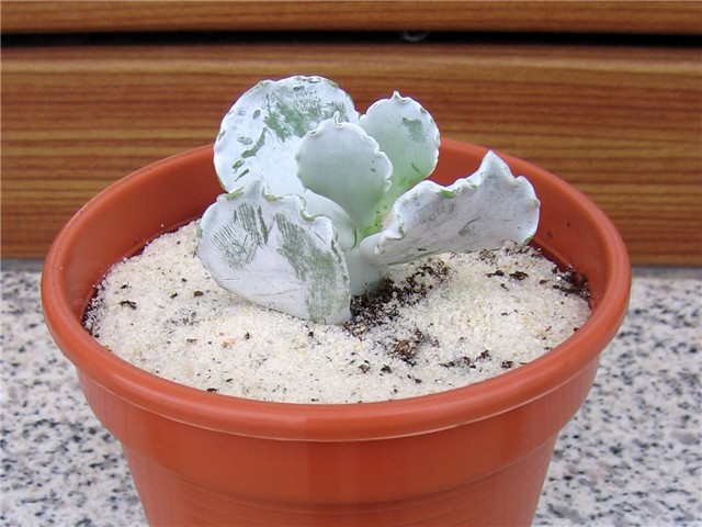 Cotyledon undulata